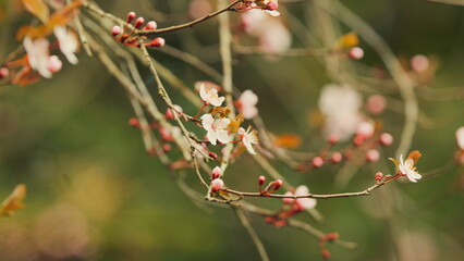 Pink And White Blooming Cherry Plum. Early-Bloom Cherry Blossoms. Plum Blossom Scenery.