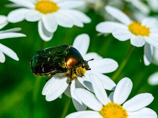 Cetonia aurata - a large green beetle collects pollen on white daisies