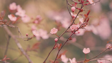 Blooming Purple Leaf Cherry Plum. Beautiful Spring Natural Background With Pink Cherry Blossom Flowers.