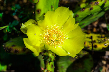 Close-up of yellow blooming cactus Opuntia on a stone slide