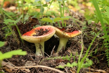 fly mushroom