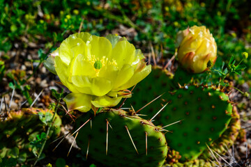 Close-up of yellow blooming cactus Opuntia on a stone slide