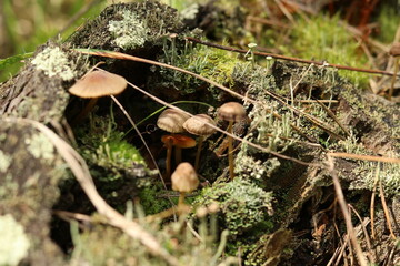 mushrooms on the tree