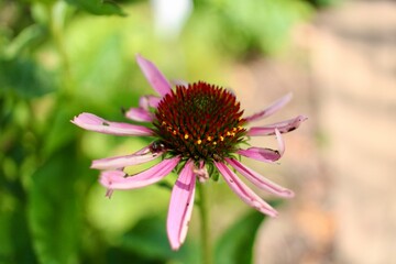 Blooming coneflower 