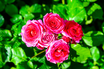 The image features a cluster of roses varying in shades from pink to red