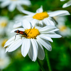 Stenurella (Priscostenurella) bifasciata - brown beetle collects pollen on flowering Pyrethrum