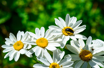 Fototapeta premium A black beetle on white Pyrethrum flowers eats pollen and nectar