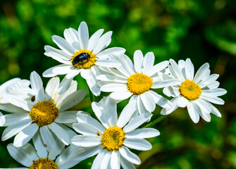 A black beetle on white Pyrethrum flowers eats pollen and nectar