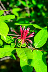Calycanthus floridus - red flower on a background of green leaves