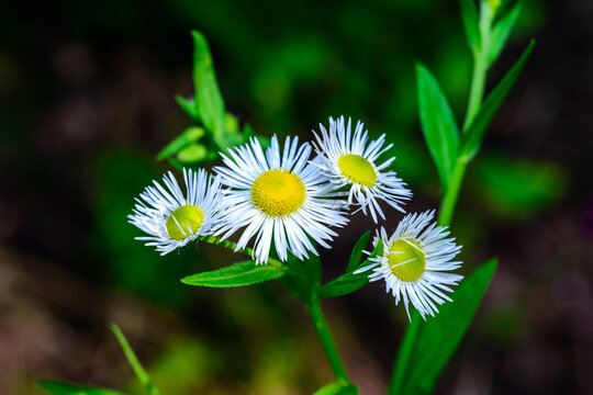 The annual fleabane, daisy fleabane or eastern daisy fleabane - Erigeron annuus (Aster annuus)