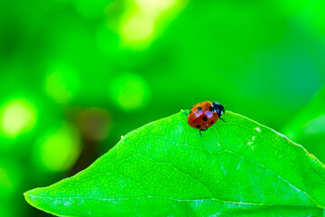 Coccinella septempunctata - red beetle with seven dots on a background of green leaves