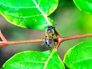 Honey bee sits on a branch with green leaves in the garden