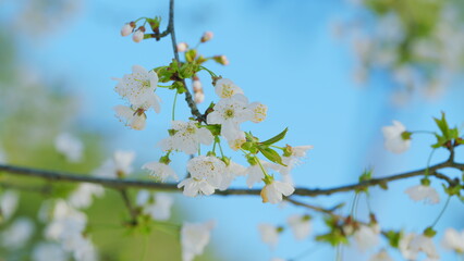 Fototapeta premium Bird Cherry Tree Prunus Padus Flowering White Flowers In Spring. Gean Or Bird Cherry. Close up.