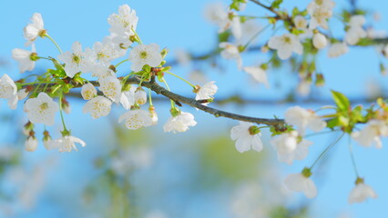 White Wild Cherry Blossom. White Springtime Flowers. Bird Cherry Is A Species Of A Flowering Plant In Rose Family Rosaceae. Close up.