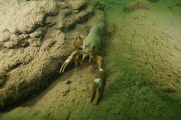 Crayfish 