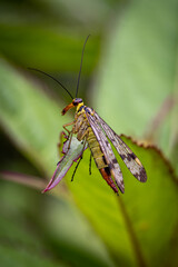 A close up of a scorpionfly in undergrowth in rural Sussex, with a shallow depth of field