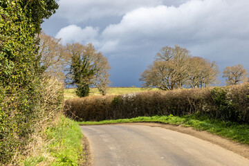 Early spring in the Sussex countryside, with a hedgerow alongside a country road