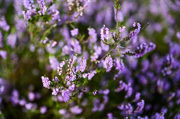 Die Lüneburger Heide zur Heideblüte, Heideblütenzeit im Sommer (August/September), Landschaft mit Heide, Wanderwege und Blüten bei blauem Himmel und Sonnenschein, Undeloh, Niedersachsen, Deutschland	
