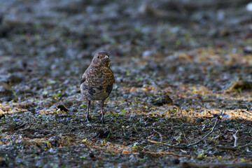 Blackbird woman looking for food