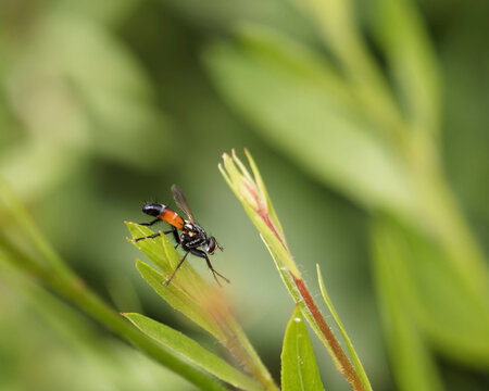Cylindromyia brassicaria | Mouche tachinaire, insecte volant aux larves parasites des punaises au long abdomen rouge-orange, saillie noire et poils noirs
