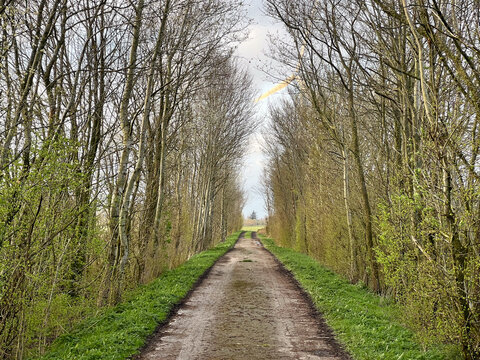 A long-shot, eye-level photograph looking down a straight, unpaved country dirt path lined symmetrically on both sides by tall, budding trees forming a natural tunnel.