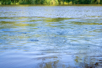 Seagull flying on the dirty water with plastic bottle rubbish float on the water