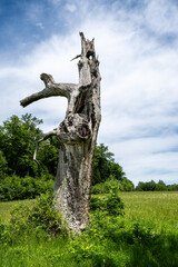 Old gnarled tree