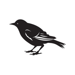 Black and white bird, vector illustration.	
