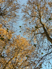 branches of a tree over a clear sky in winter