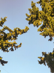 branches of a pine tree over a clear sky.