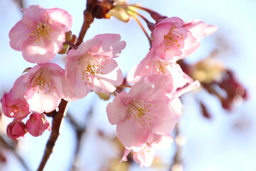 桜　河津桜