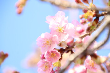 桜　河津桜