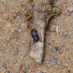 Dorcus parallelipipedus - Petite biche ou petite lucane mâle. Coléoptère sur bois mort au corps noir et ponctué aux mandibules développées en forme de faux