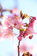 桜　河津桜