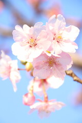 桜　河津桜