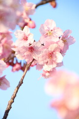 桜　河津桜
