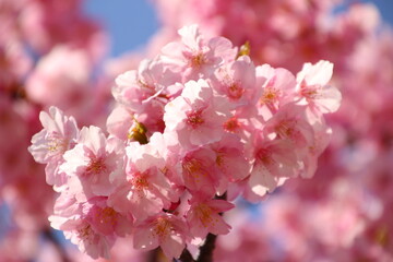 桜　河津桜