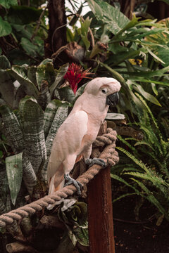 bird exotic parot in nature