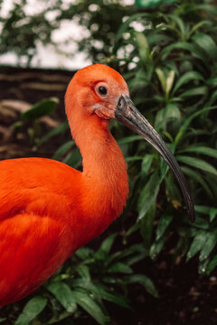 bird exotic parot in nature