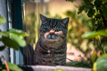 cat looking around a corner