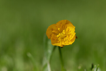 Fototapeta premium Yellow flower