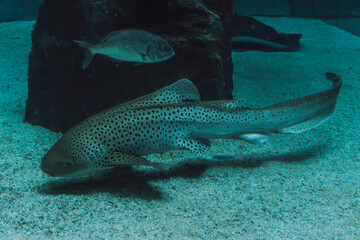 Pesci nell'acquario nell'acqua