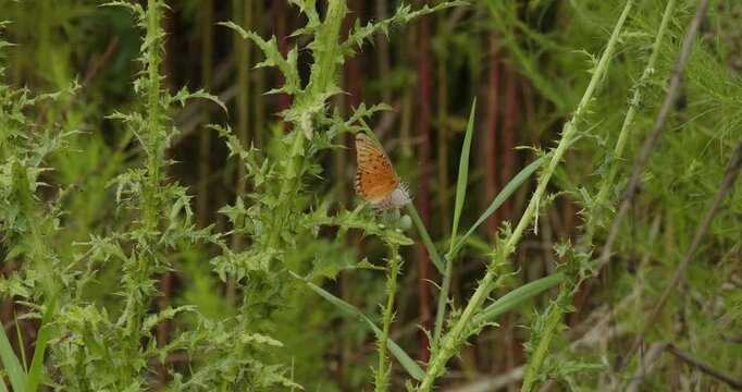 Orange butterfly and bee compete for pollen on a thistle in a prairie meadow.