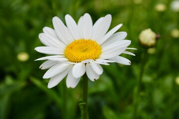 white daisy flower