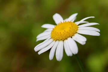 Obraz premium daisy flower closeup
