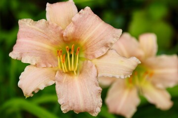 Fototapeta premium Cream colored lily bloom 