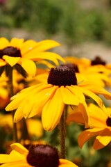 Closeup of a brown eyed Susan flower in a garden 