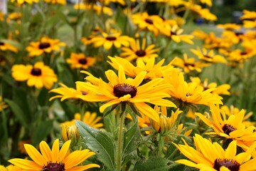 Brown Eyed Susan flowers in the garden 