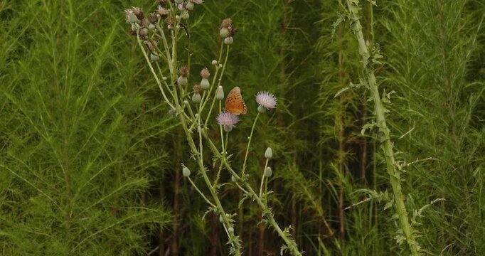 Orange Butterfly pollinators on thistle flower in dense meadow.