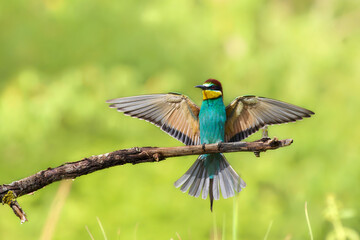 Bee eater on a branch